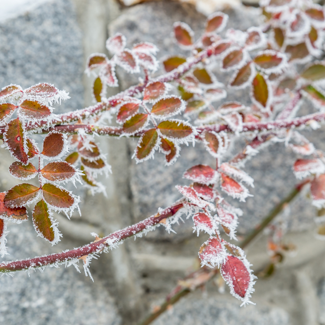 Top Trees for Frost-Resistant Winter Gardens: 6 Cold-Hardy Picks