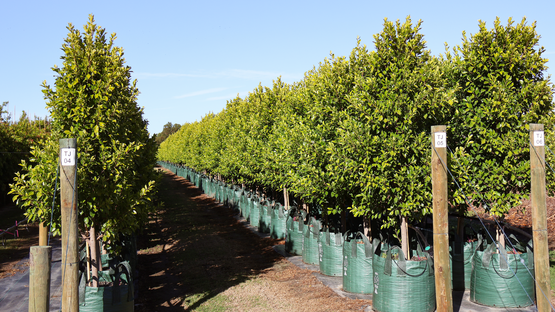 Ficus Hillii Flash: A Strong Choice for a Green Hedge