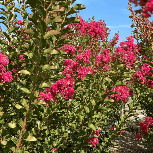 A Beginner's Guide to Crepe Myrtle Trees: Everything You Need to Know Evergreen Trees Direct