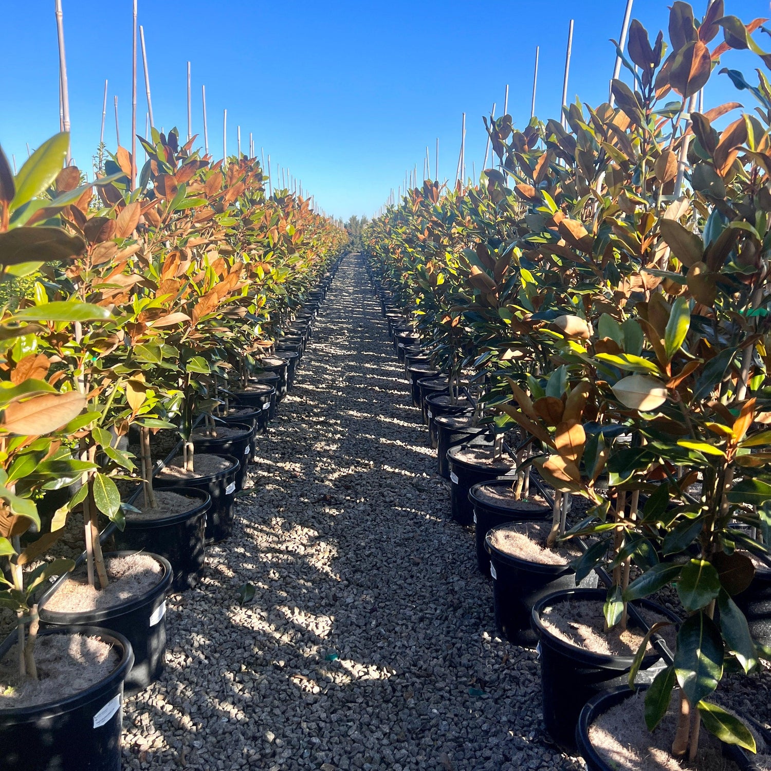 A Magnolia Little Gem for Your Garden Evergreen Trees Direct