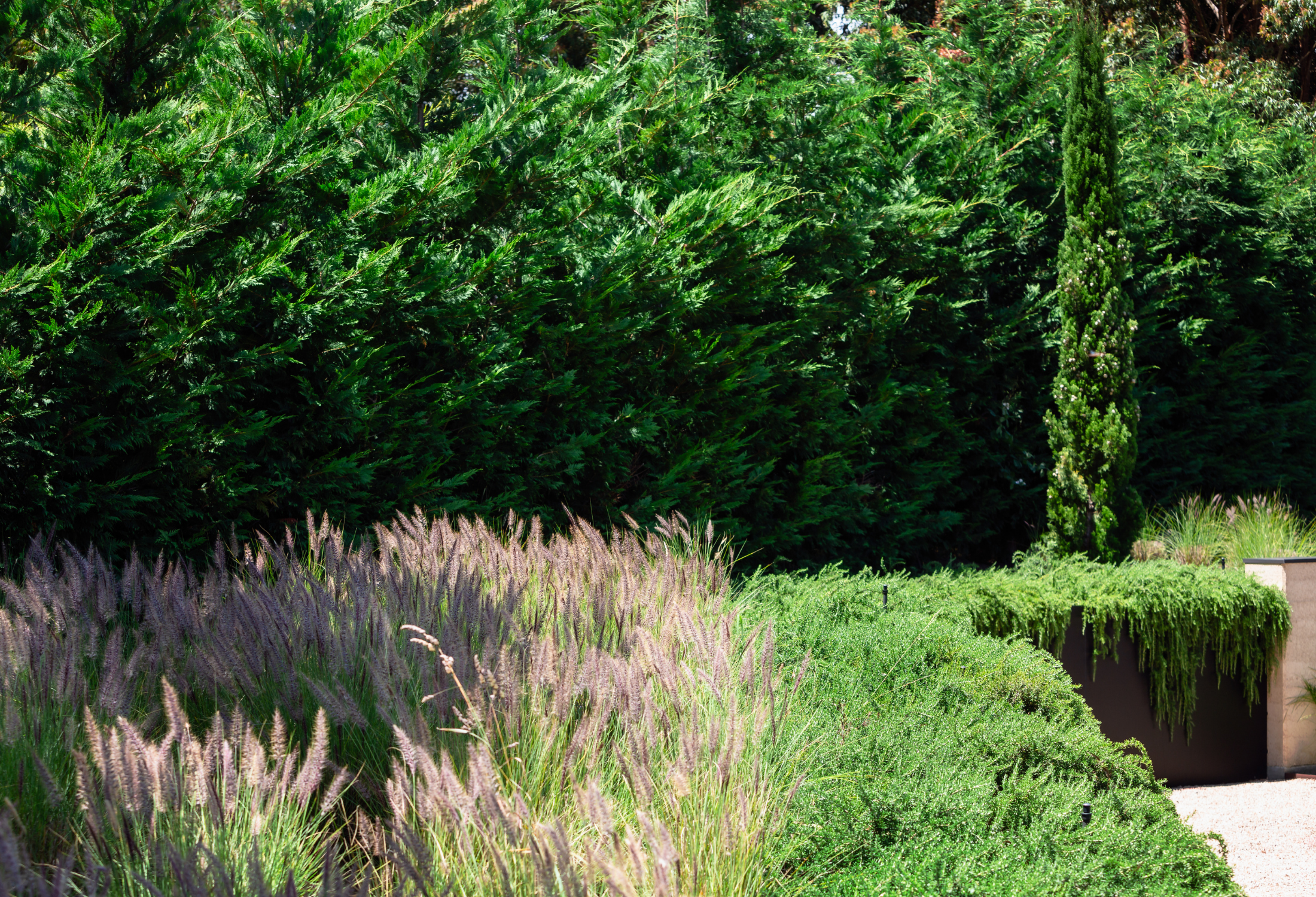 Best Conifers for Low-Maintenance Screening: 5 Picks That Hold Shape for Decades