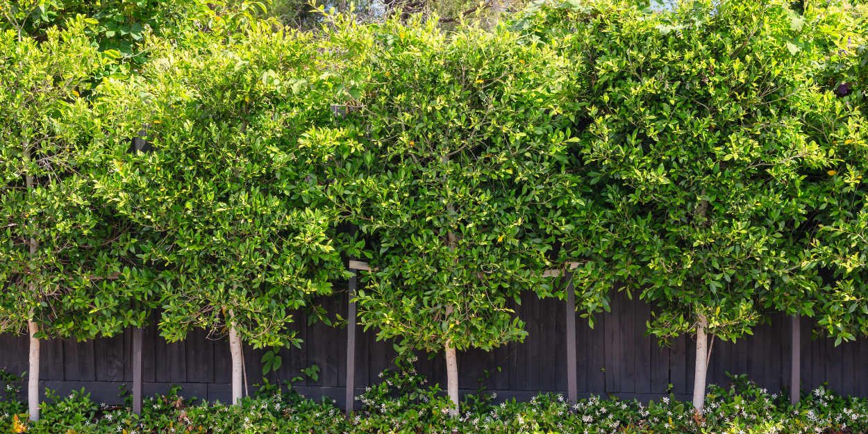 How to Select the Best Evergreen Trees for Your Garden