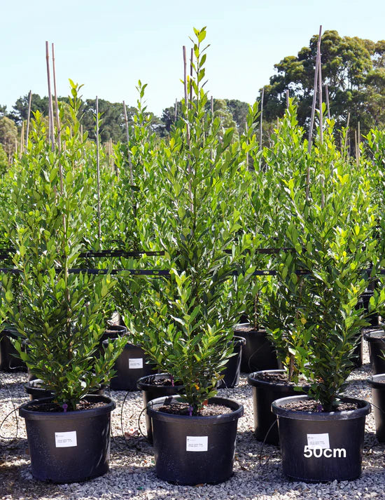 Top 5 Low-Maintenance Evergreens for Boundary Planting