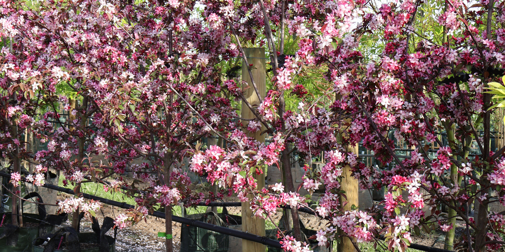 Modern landscape design with feature trees