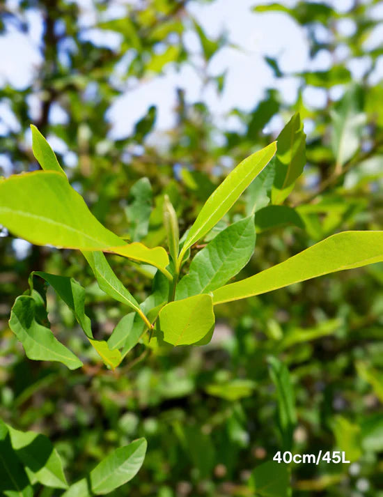 3 Tips for Planting Deciduous Trees in Spring