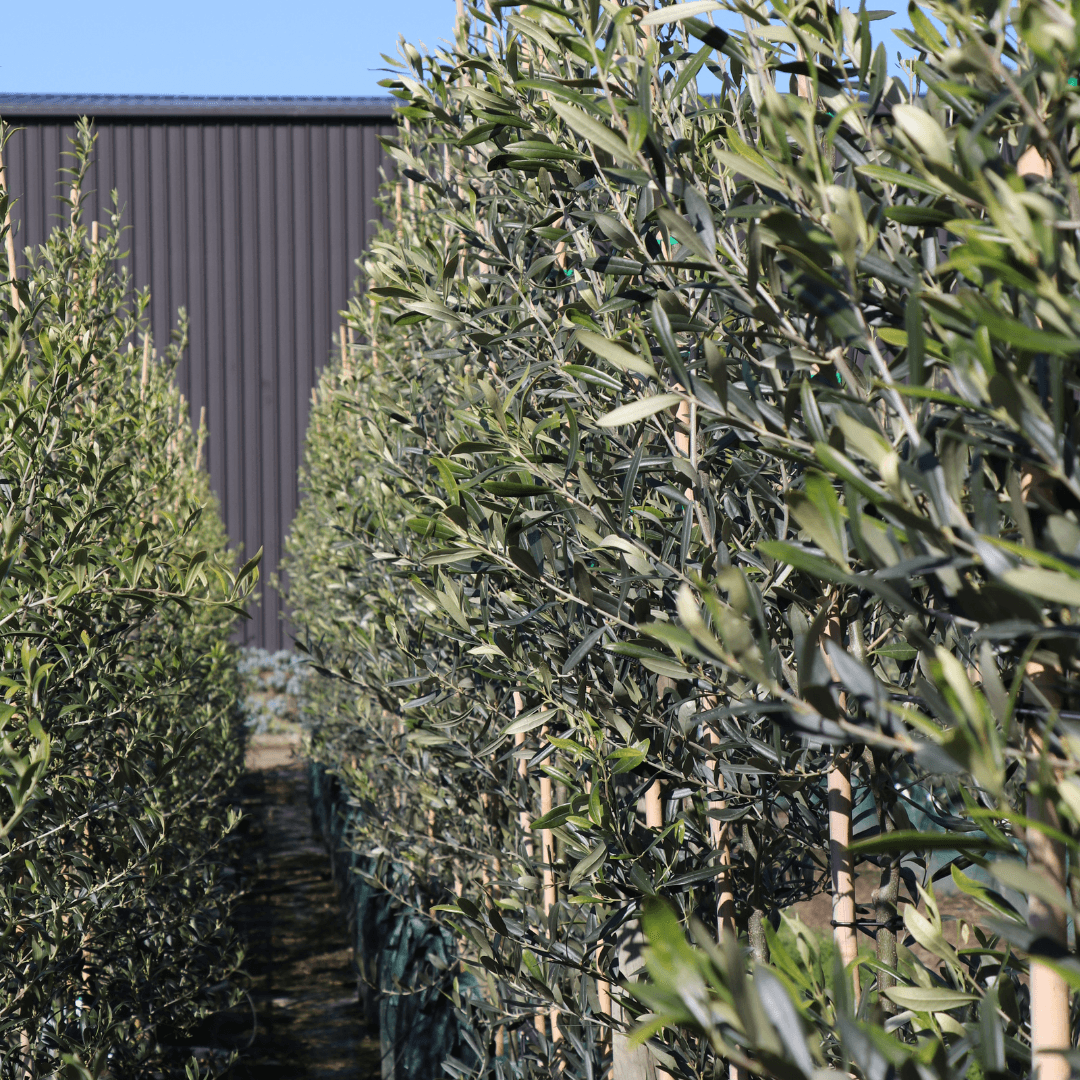 The Best Olive Trees for Your Garden: 4 Picks by Purpose