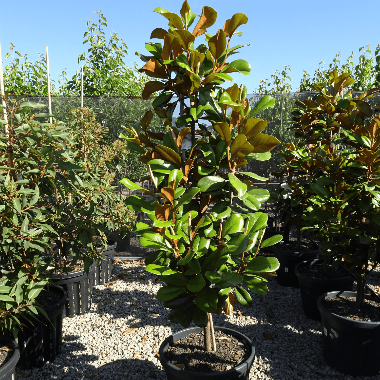 The Teddy Bear Magnolia - Why This Tree is a Must-Have for Your Garden Evergreen Trees Direct