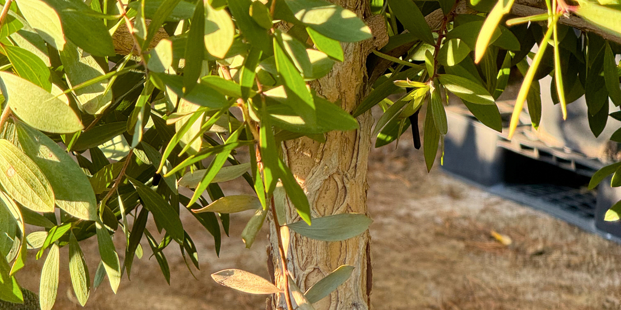 Best Trees for Windbreaks in Coastal Areas