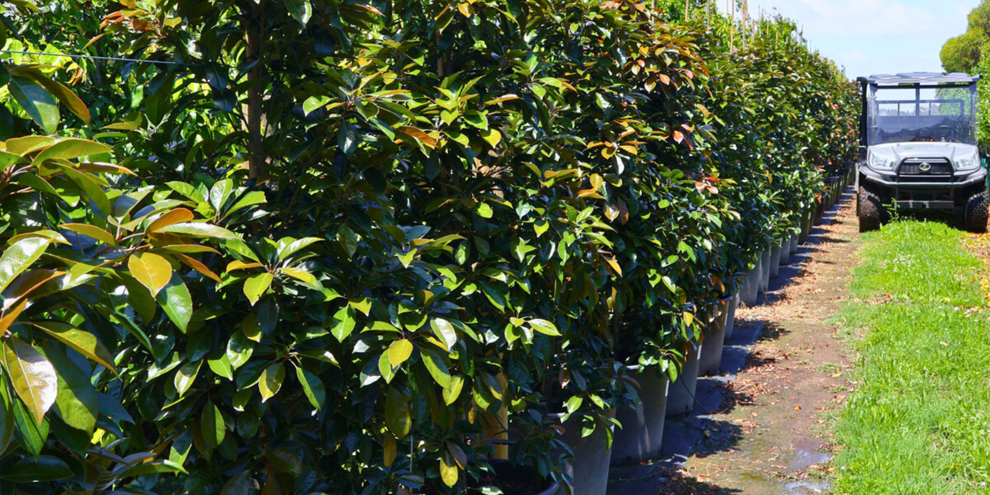 Best Trees for Shaded Garden Areas