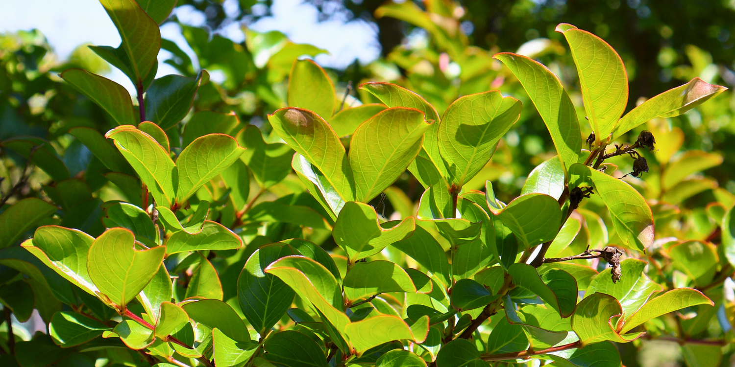 How to Integrate Trees into an Existing Garden Layout