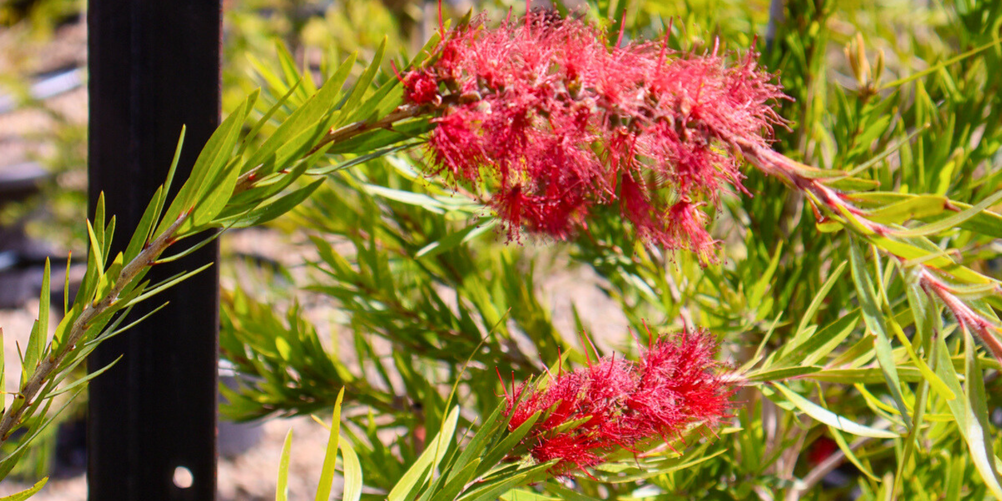 The Best Trees to Attract Birds and Bees to Your Garden
