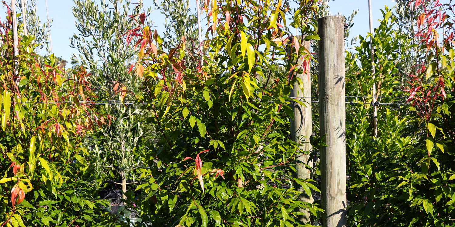 The Benefits of Using Native Trees for Erosion Control