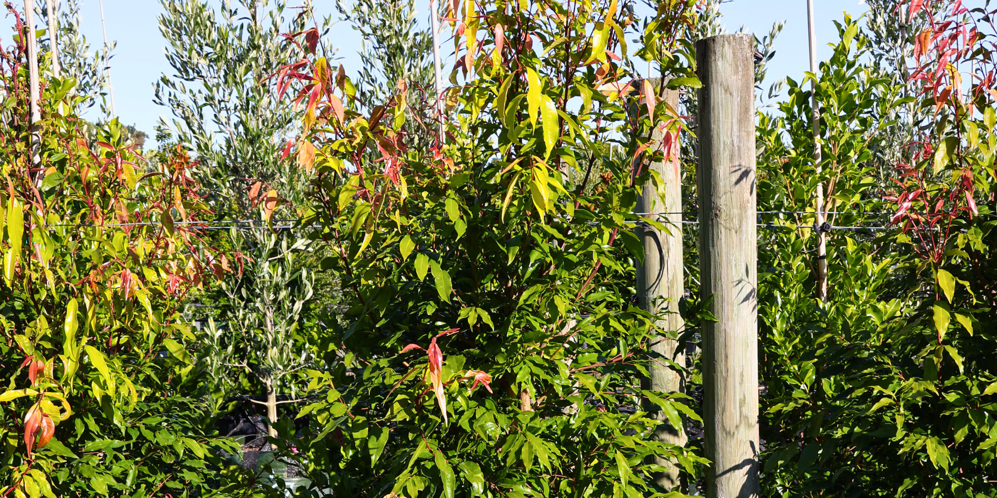 Native Trees for Erosion Control