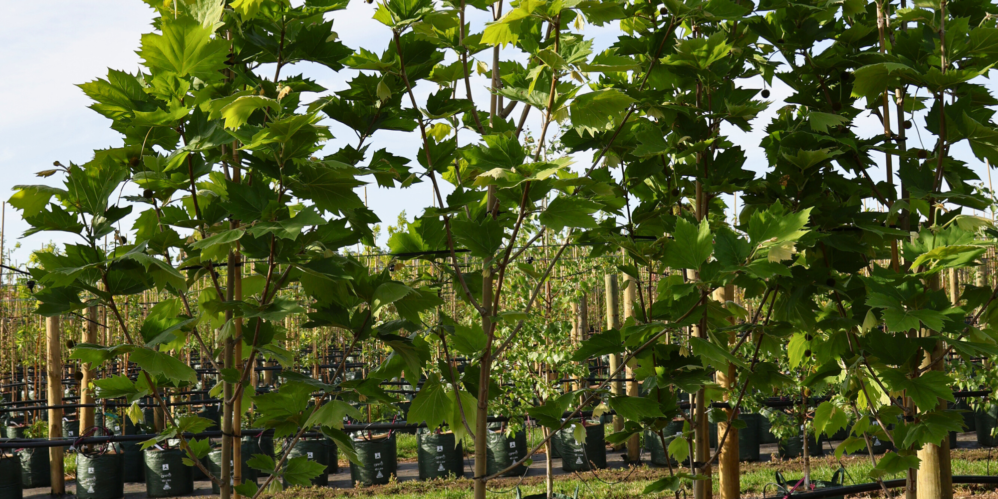 The Best Trees for Garden Avenues and Allées