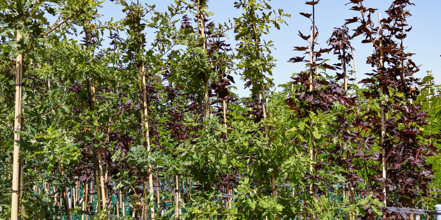 Understanding Tree Growth Rates: Fast vs. Slow-Growing Trees