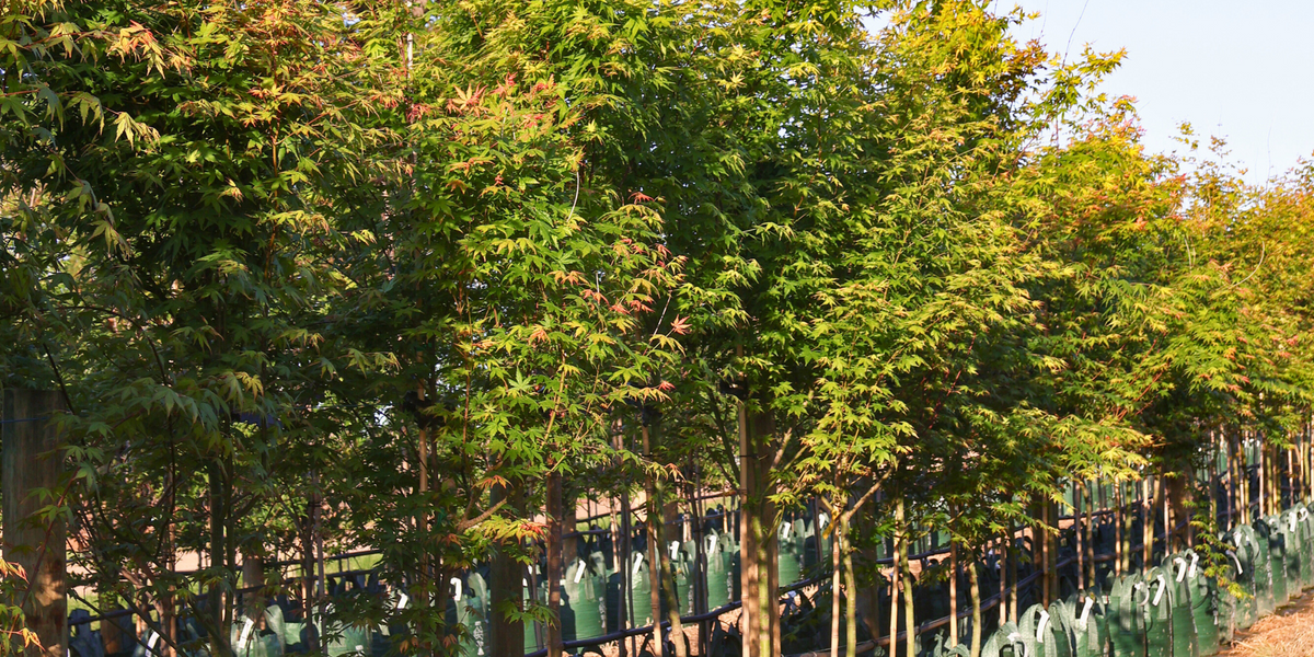 Best Trees for Creating a Meditation Space: 5 Calm, Layered Picks for Quiet Gardens