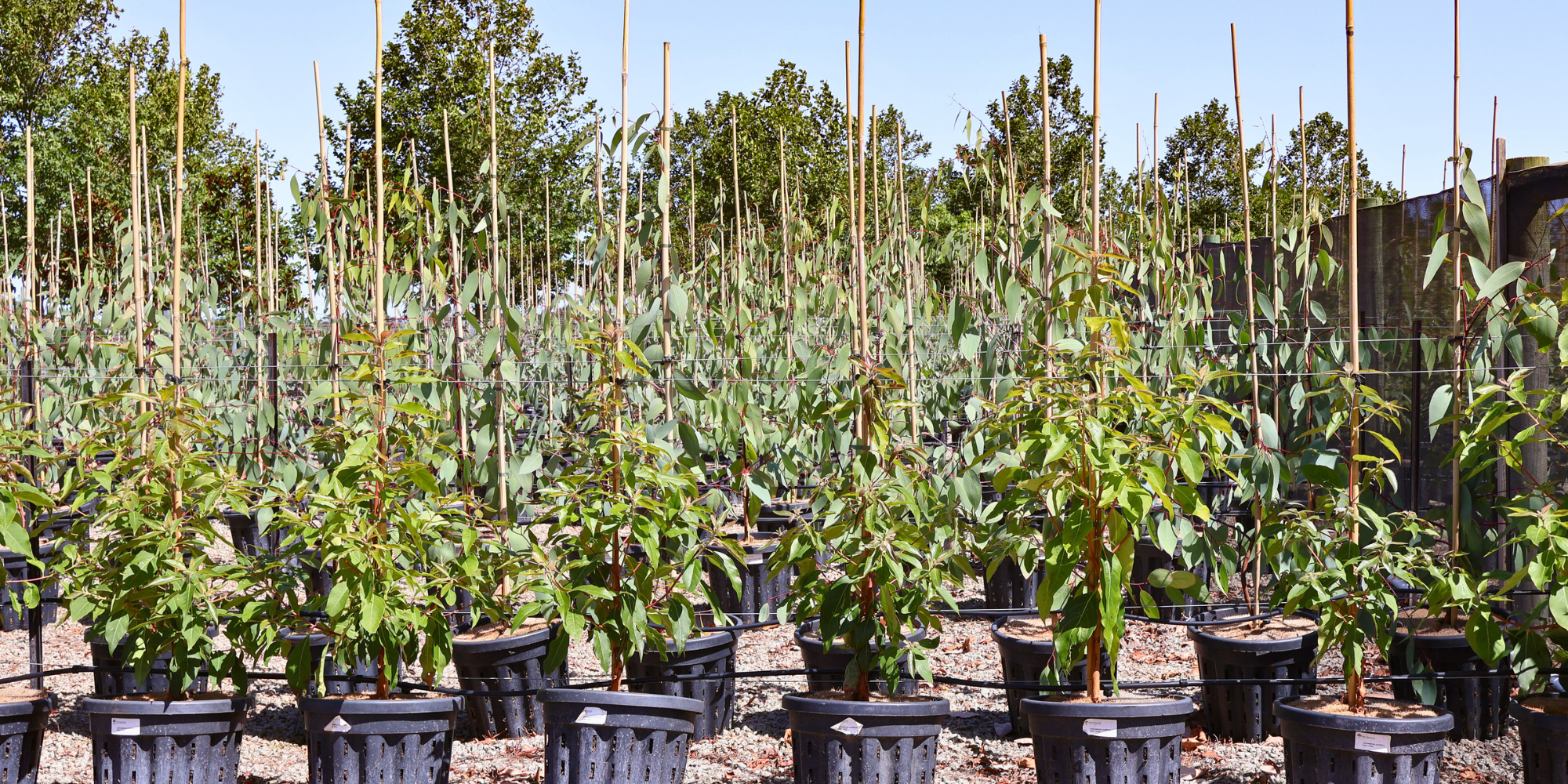 Best Trees for Homes Near Water: 5 Picks for Riverbank, Lakefront and Coastal Gardens