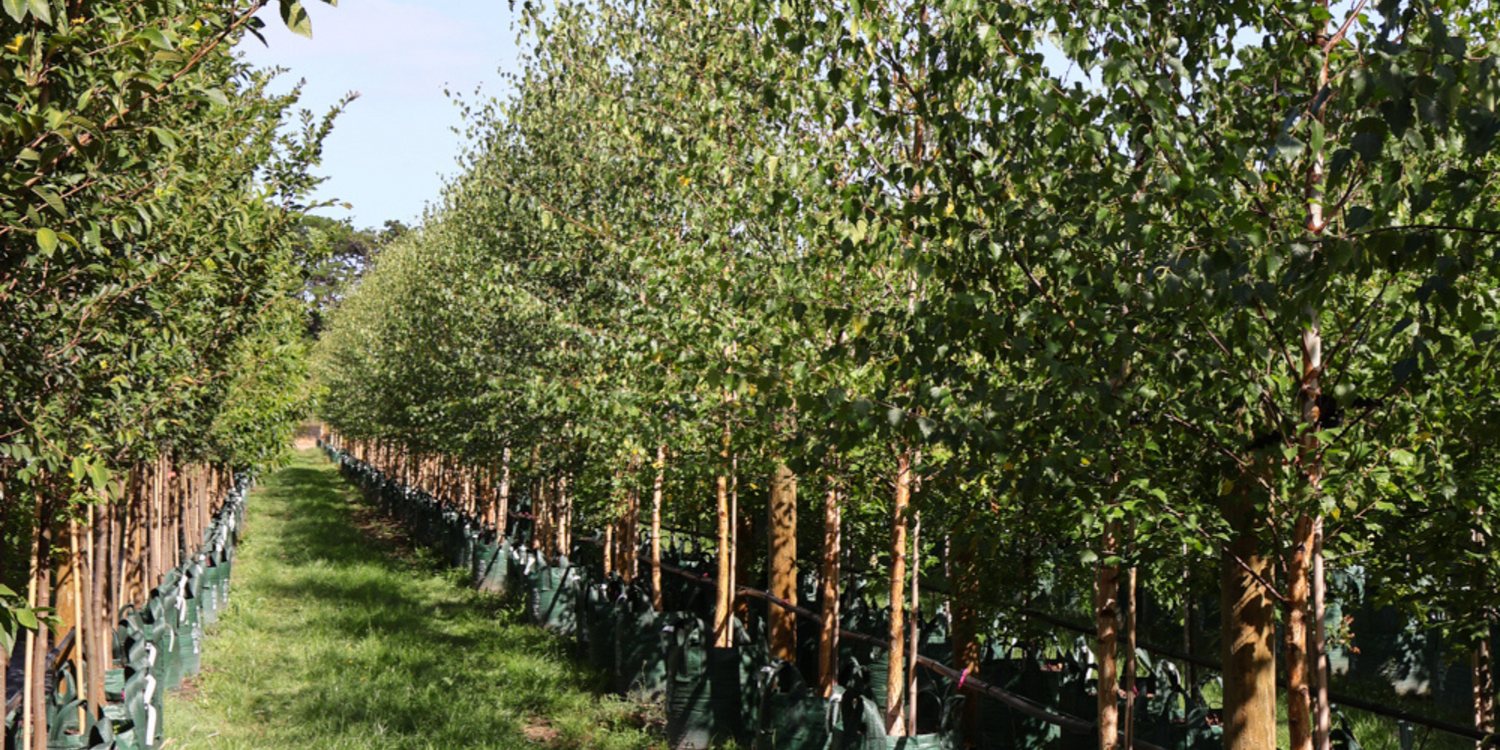 Why Autumn is the Perfect Time to Plant Deciduous Trees