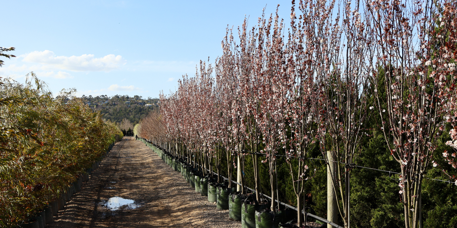 Using Trees to Create Seasonal Interest in Your Garden