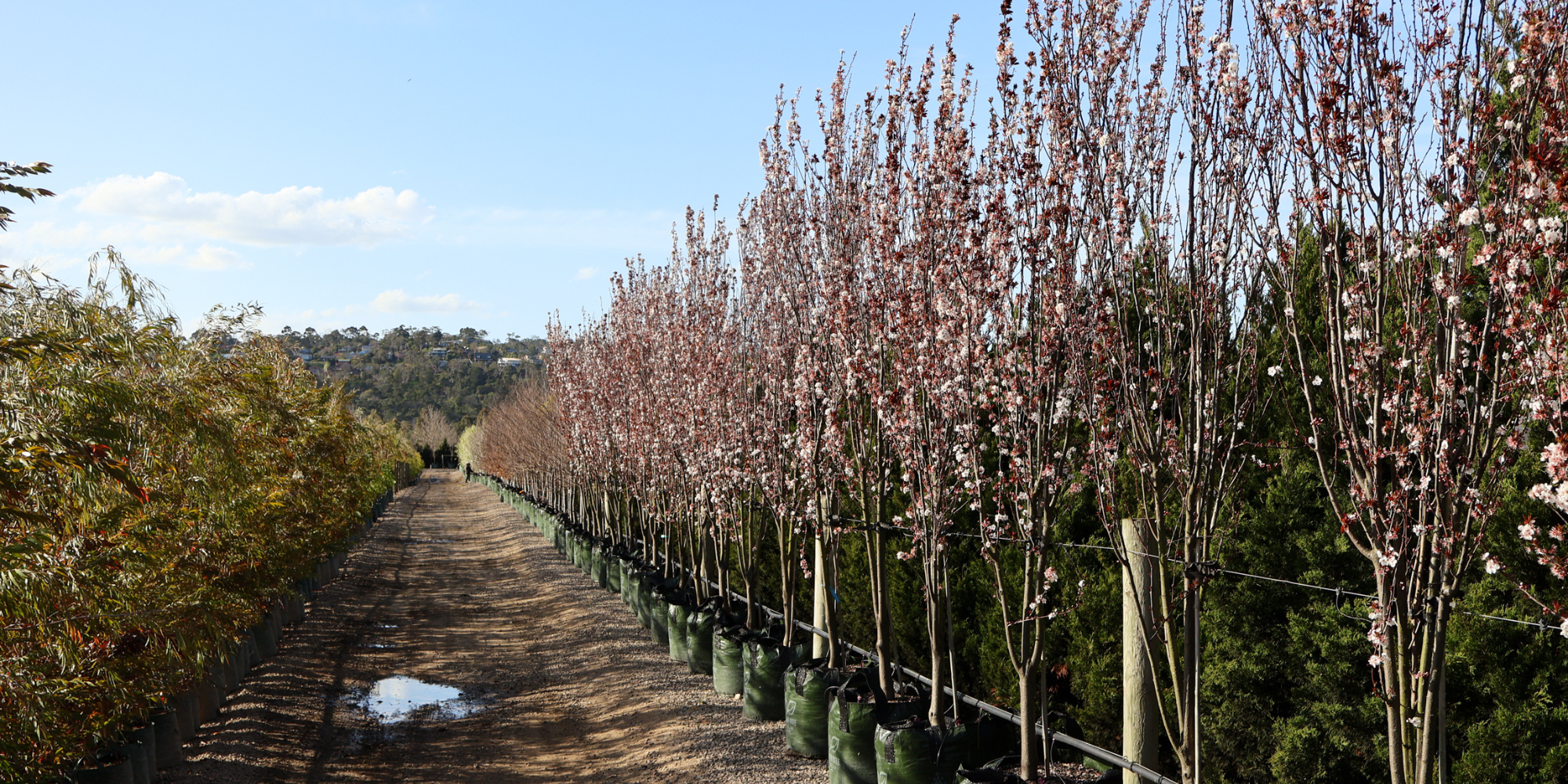 Using Trees to Create Seasonal Interest in Your Garden