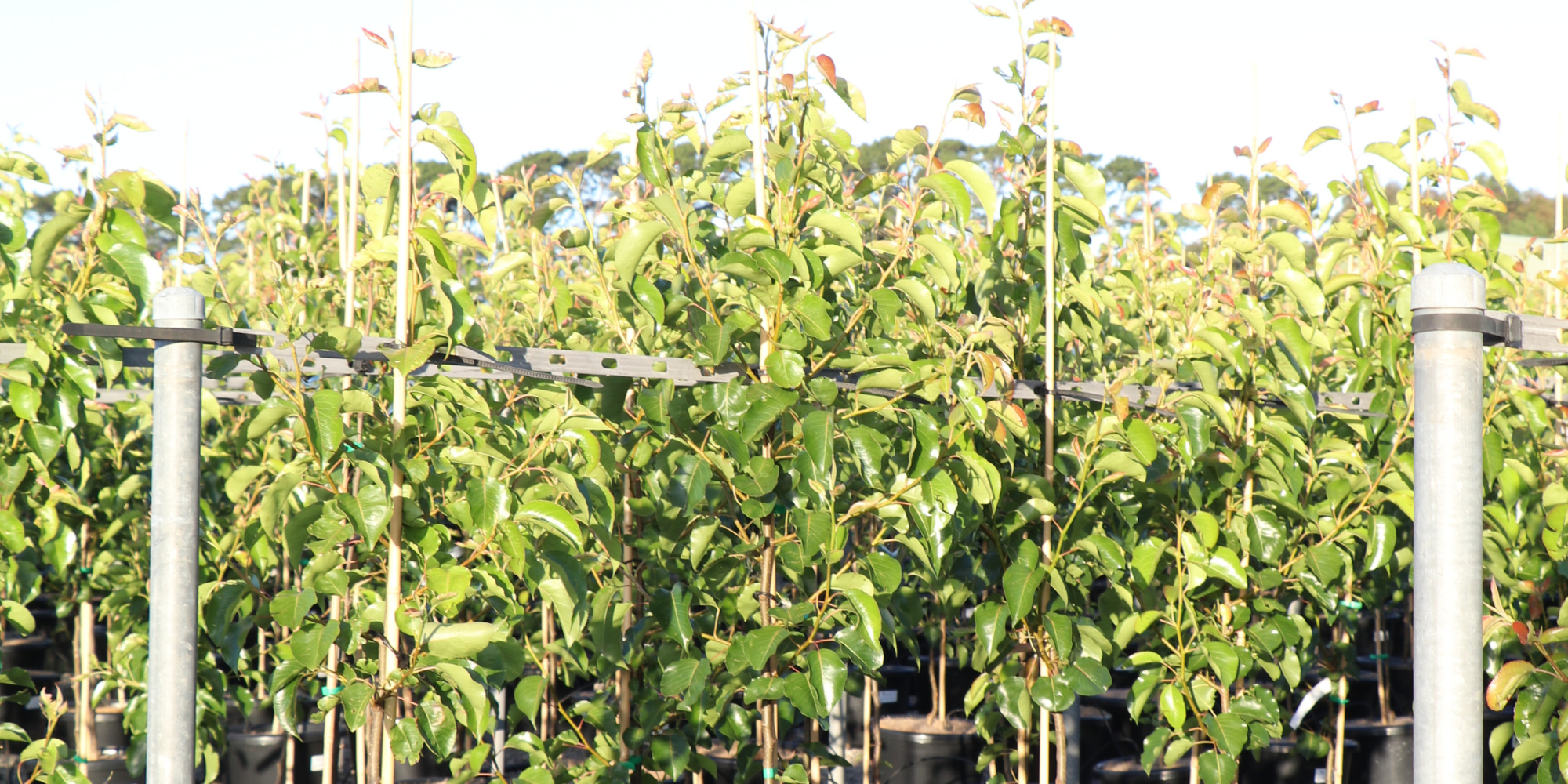 Benefits of Fast-Growing Trees for Quick Garden Privacy