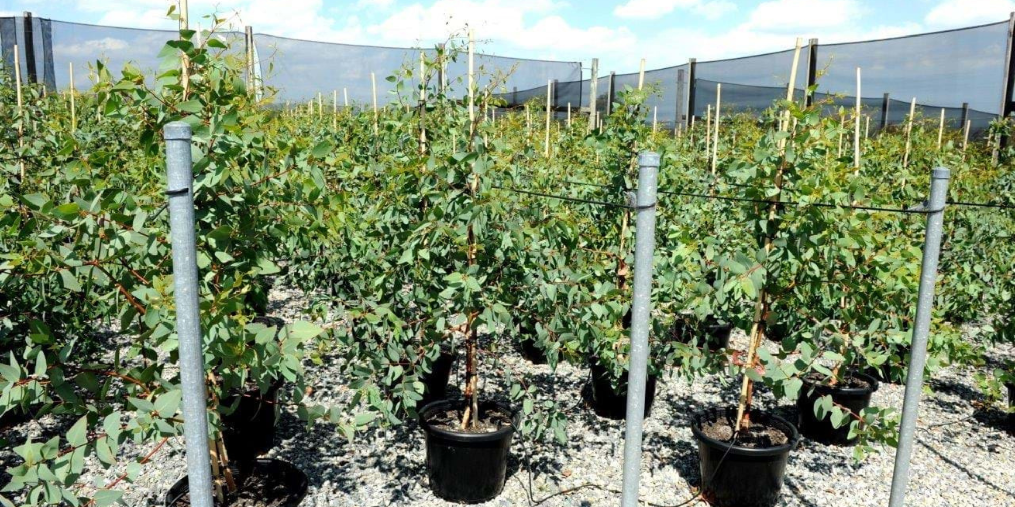 The Best Trees to Improve Air Quality Around Your Home