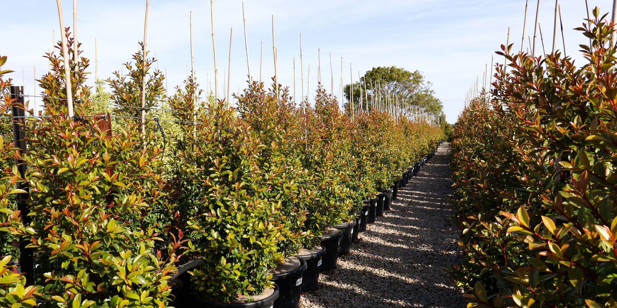 Best Australian Native Trees for Low-Maintenance Gardens: 10 Picks for a Garden That Looks After Itself