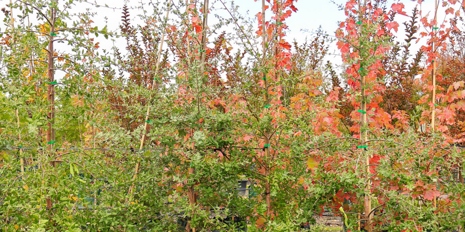 Transforming Your Backyard into a Tranquil Retreat with Feature Trees