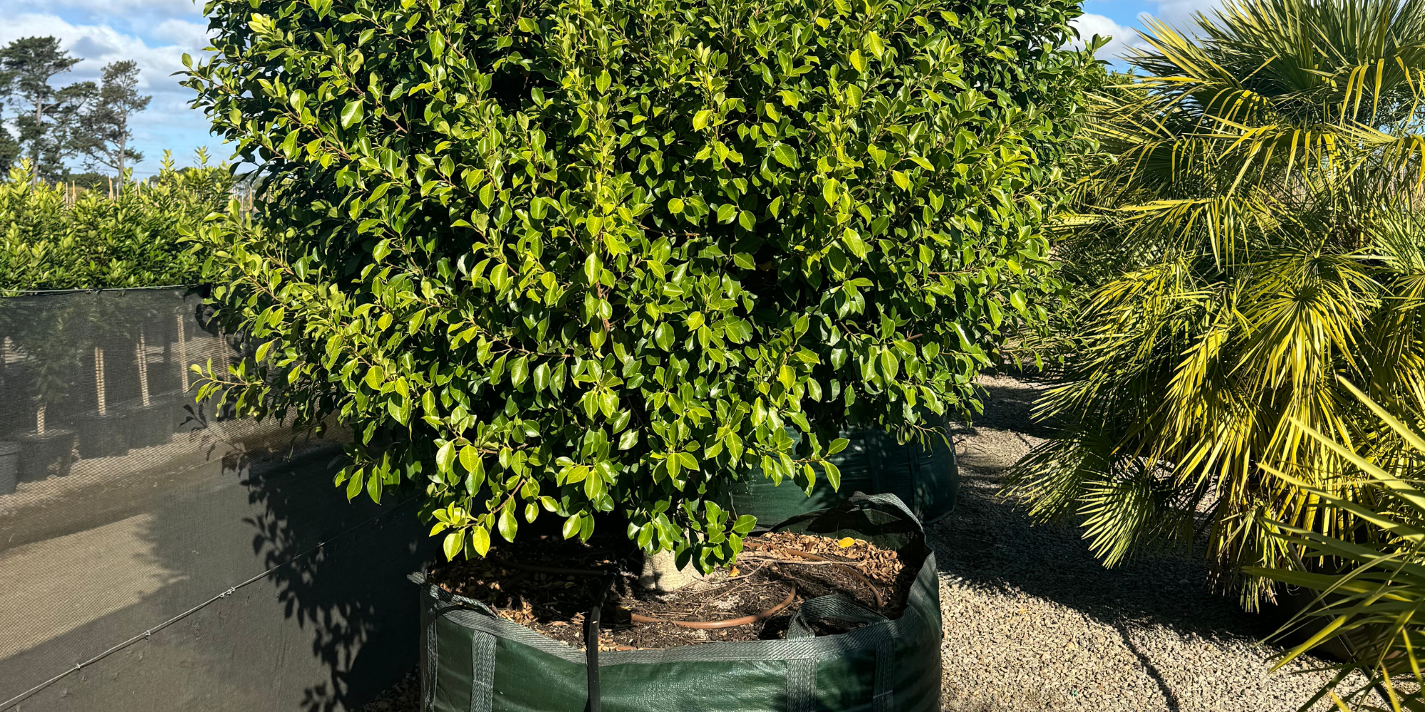Drought-Tolerant Trees for Australia's Hot Summers
