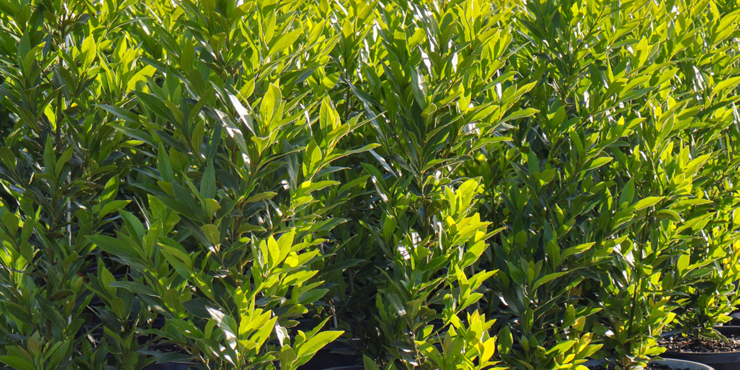 Best Conifers for Low-Maintenance Screening