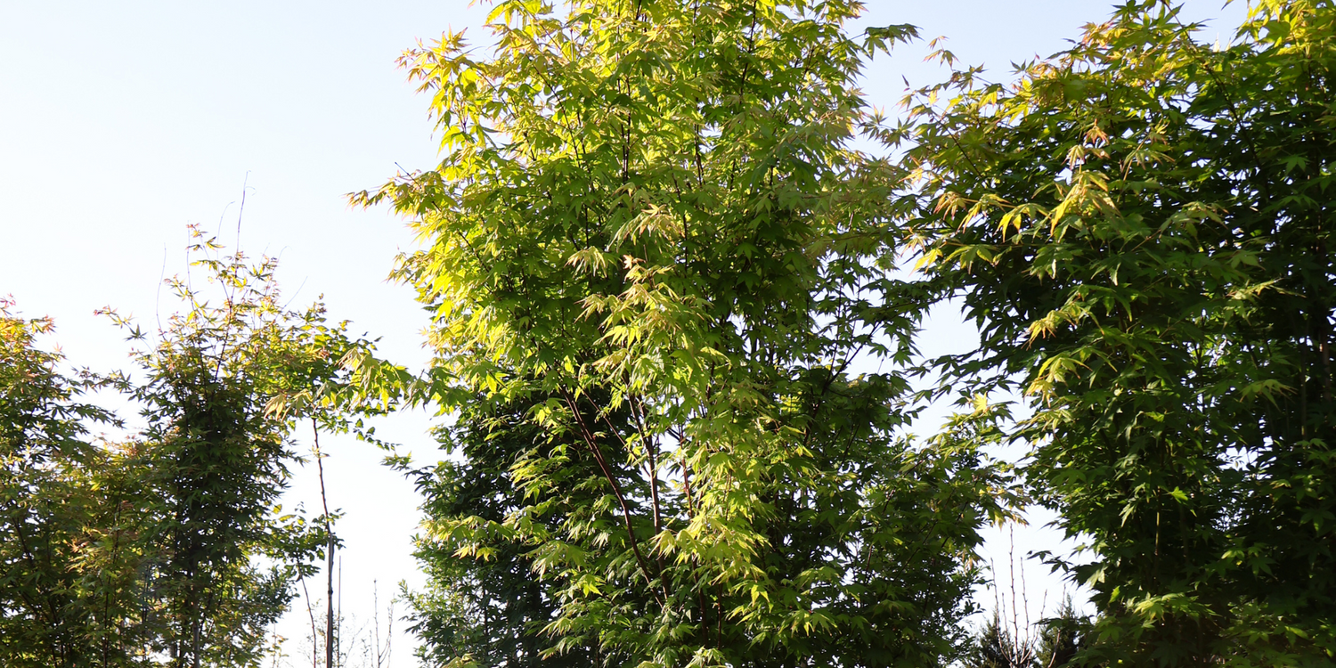The Top Trees for Creating a Serene Zen Garden