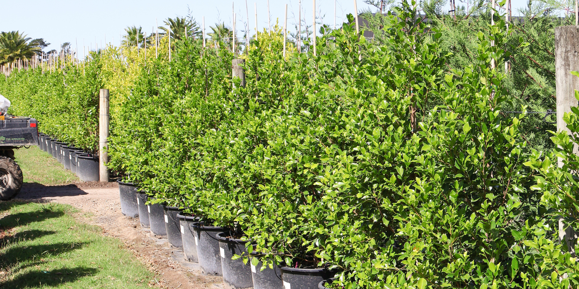 Maximising Privacy with Tall Hedging Trees