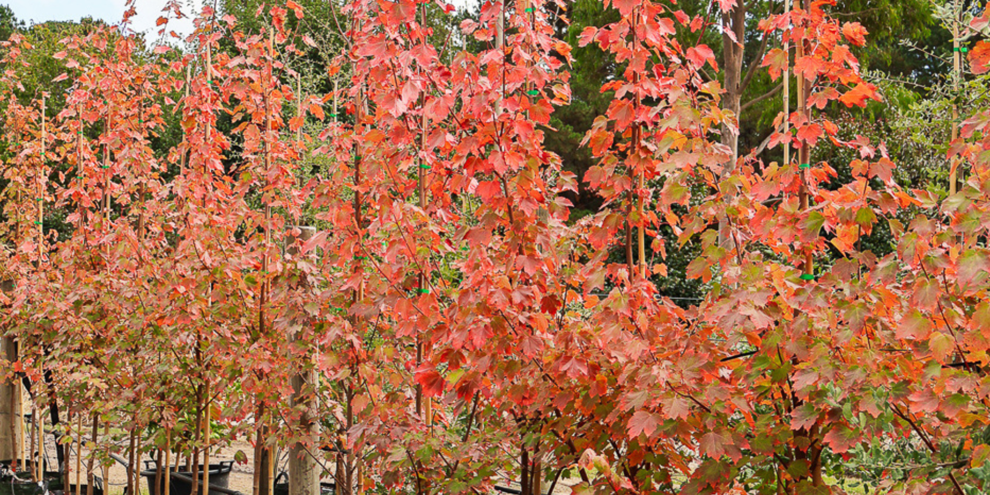 Trees That Improve Air Quality in Urban Gardens