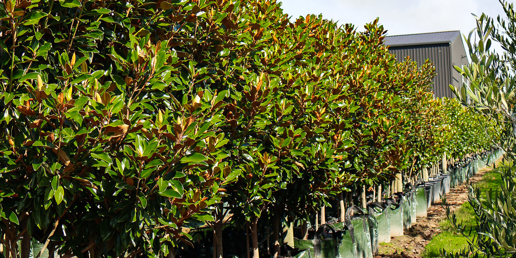 Best Trees to Improve Your Property's Street Appeal: 10 Picks for Instant Front-Garden Impact