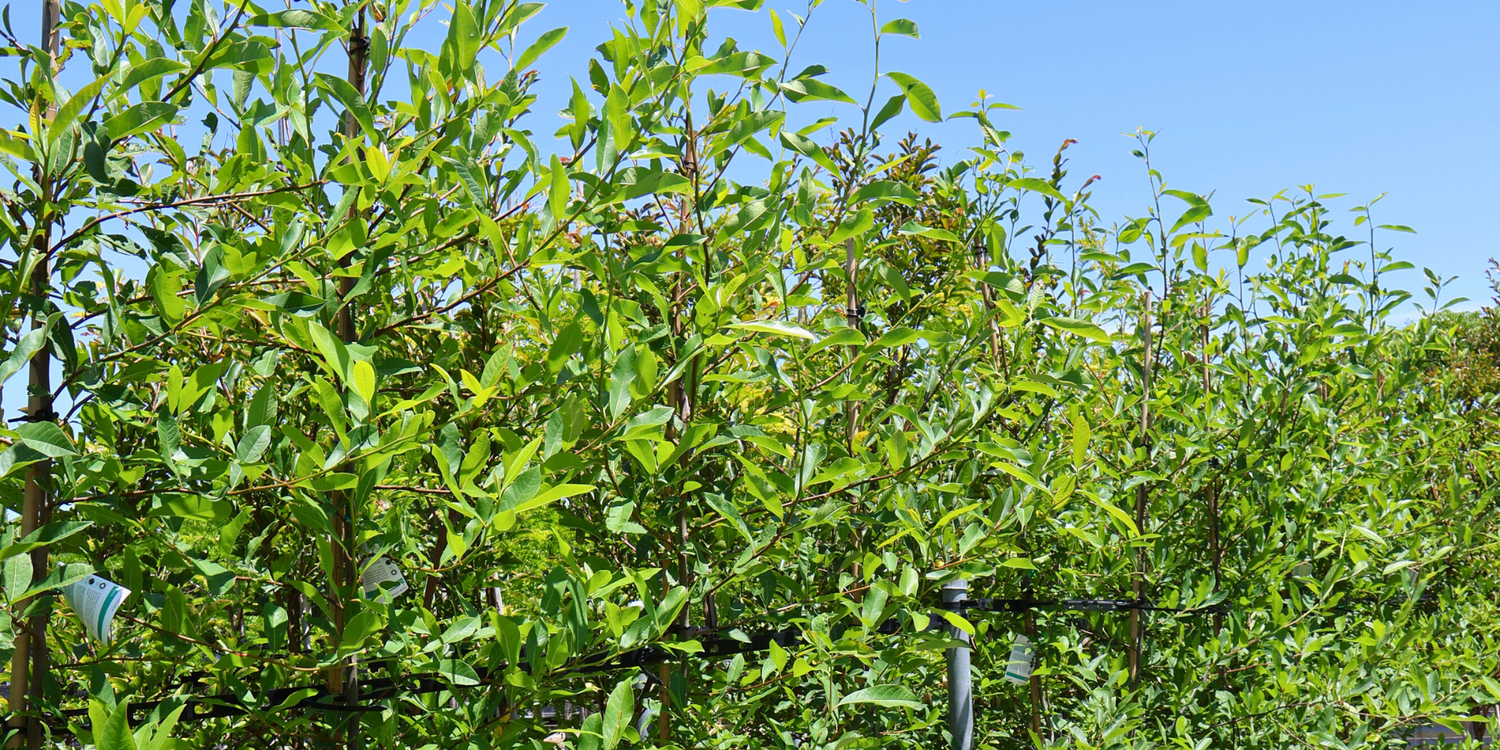 How to Choose the Right Tree for Your Soil Type