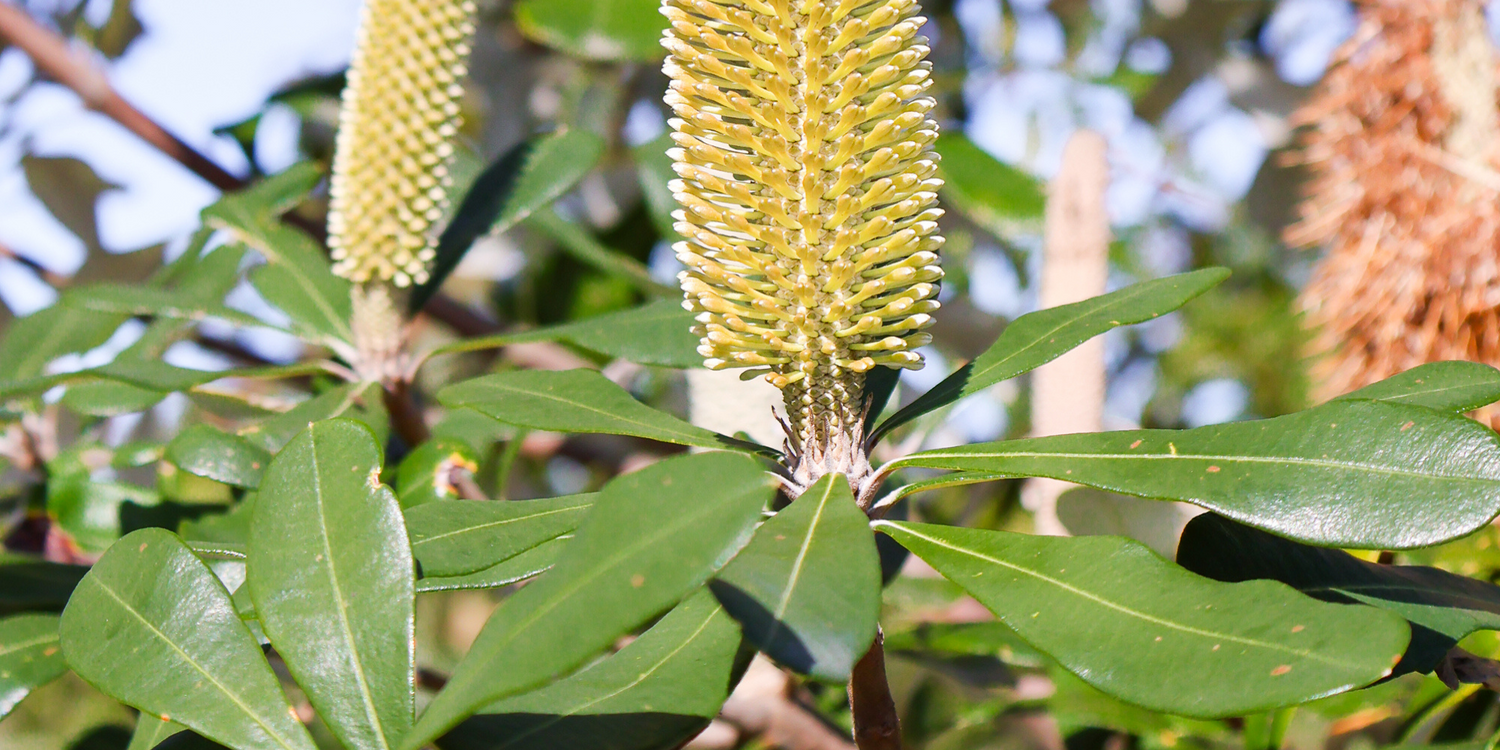 Top Trees to Plant for a Low-Water Garden