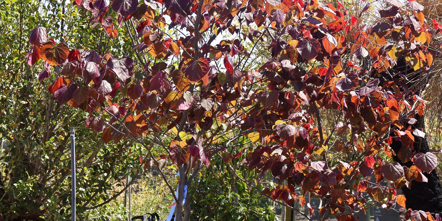 5 Stunning Trees to Brighten Your Front Garden with Colour