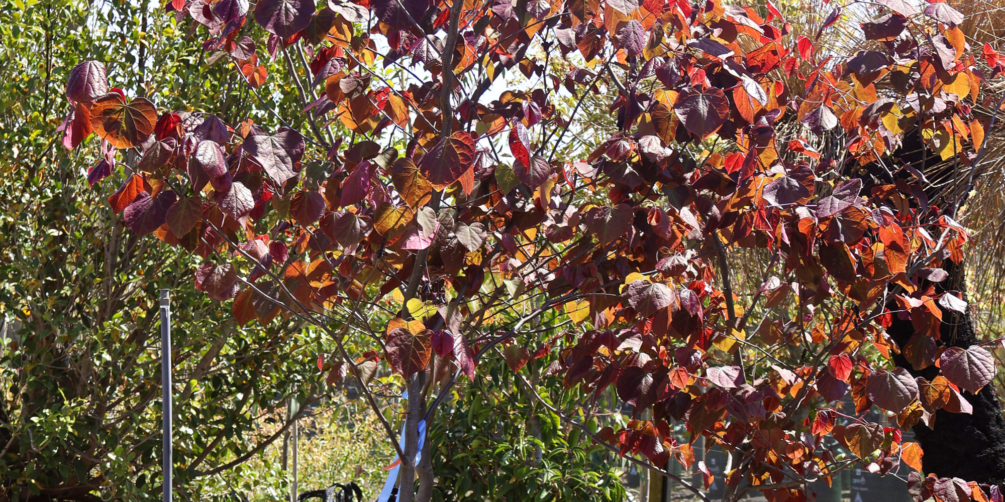 5 Stunning Trees to Brighten Your Front Garden with Colour