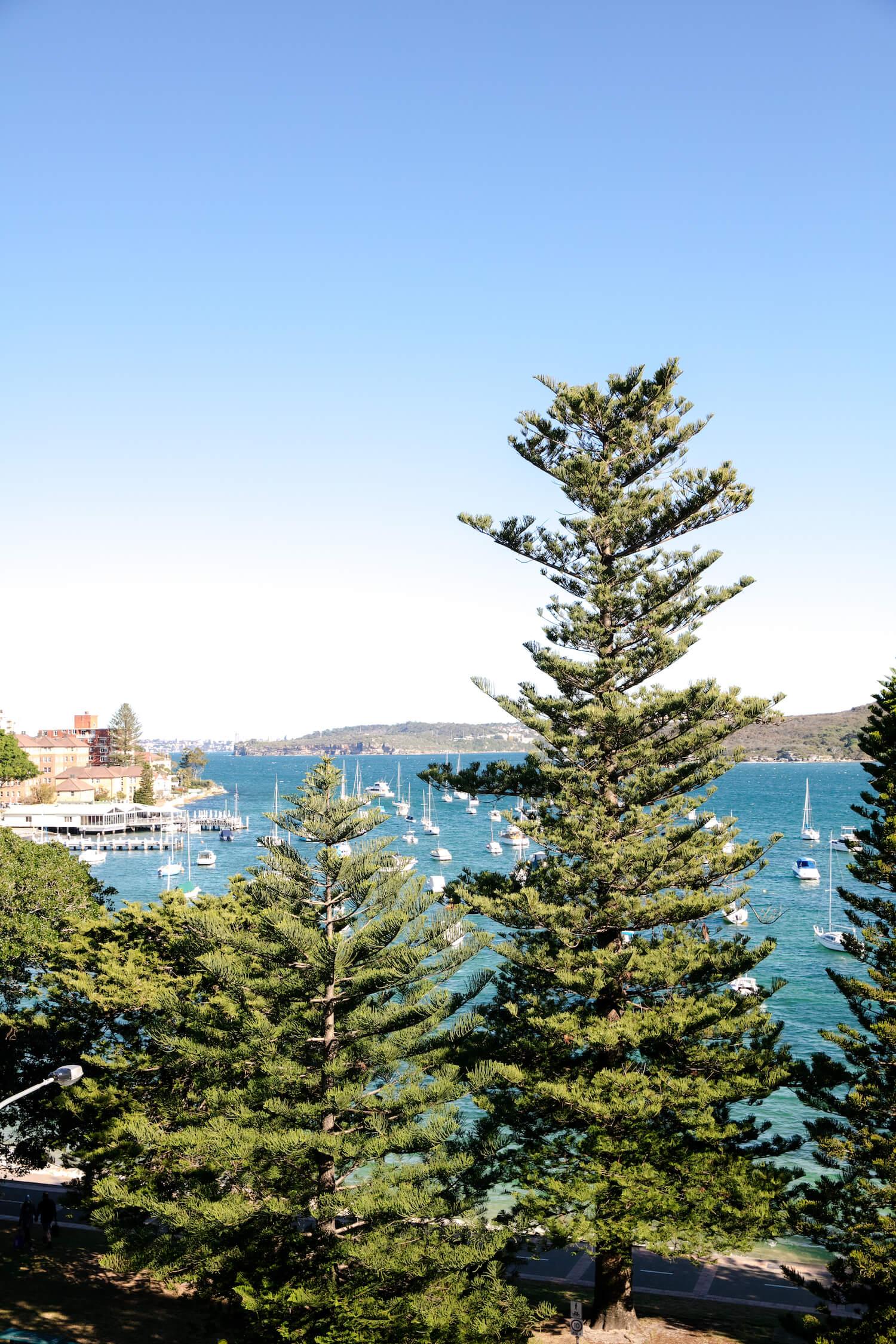 10 Best Trees for Carbon Offset: Long-Lived Natives and Heavy-Hitter Shade