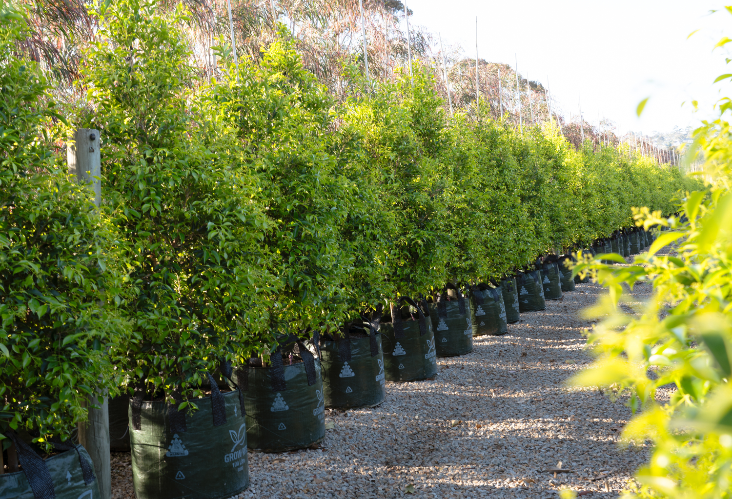 Australian Native Hedging Trees
