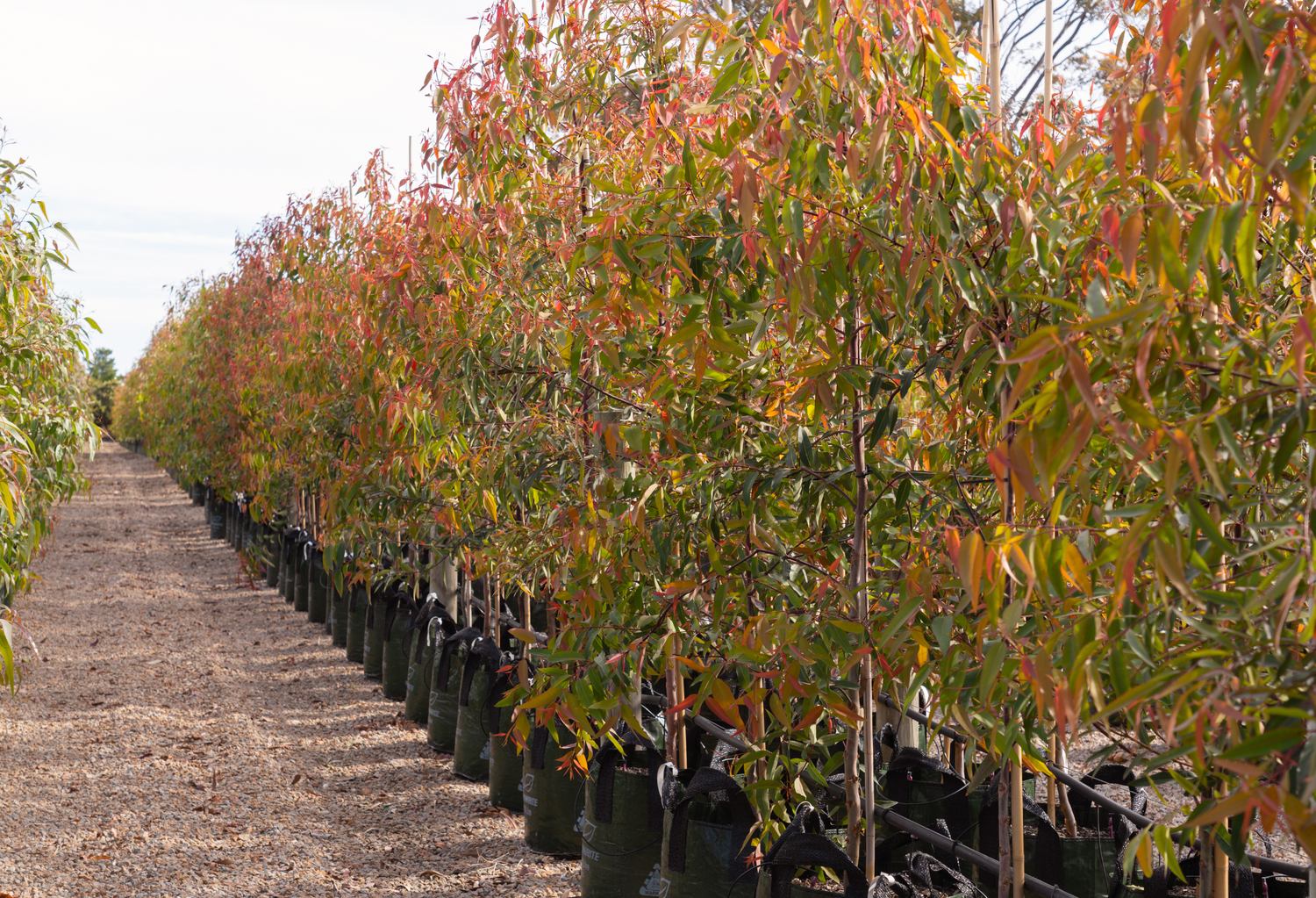 Best Selling Australian Natives