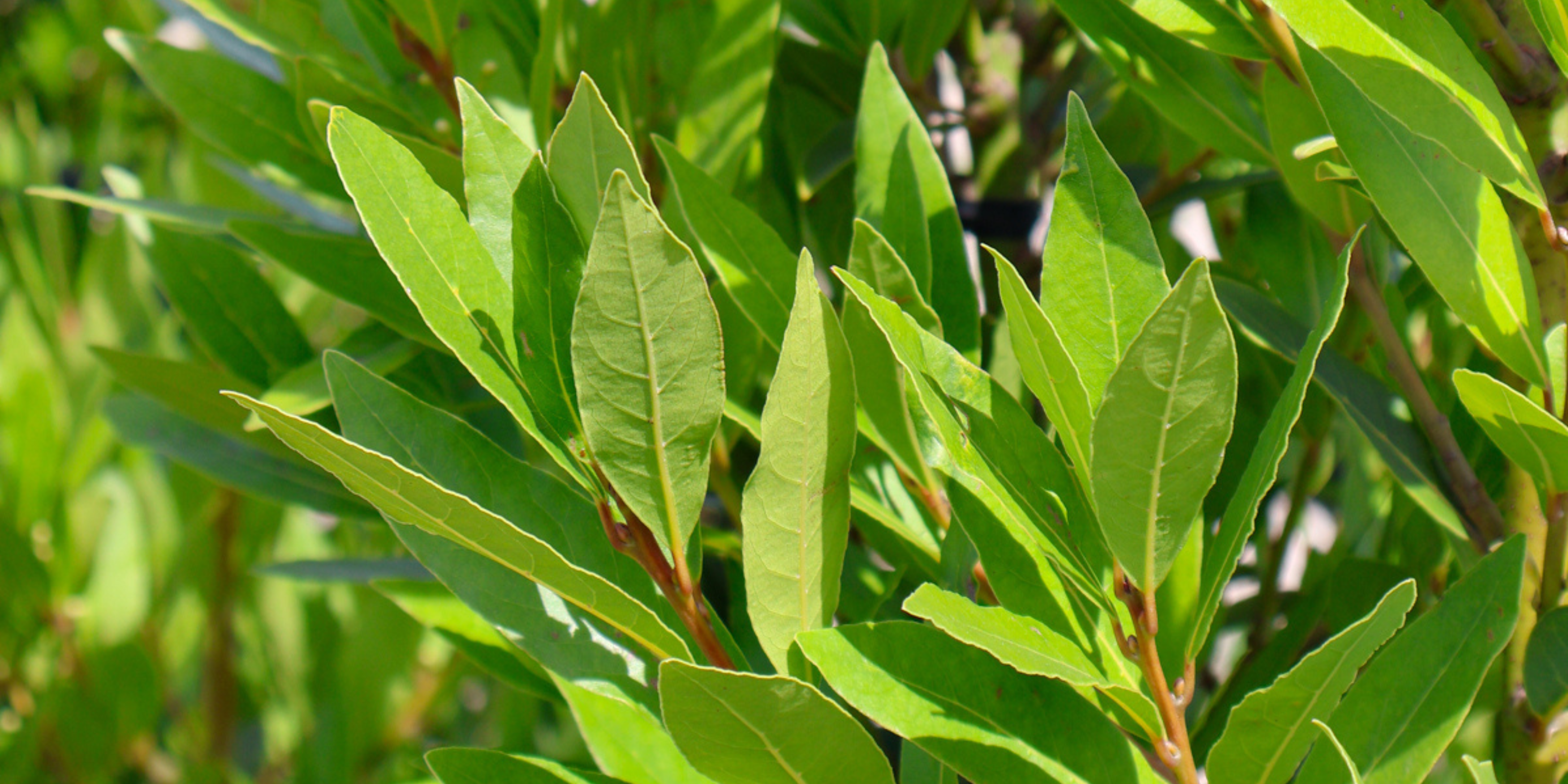 Bay Trees