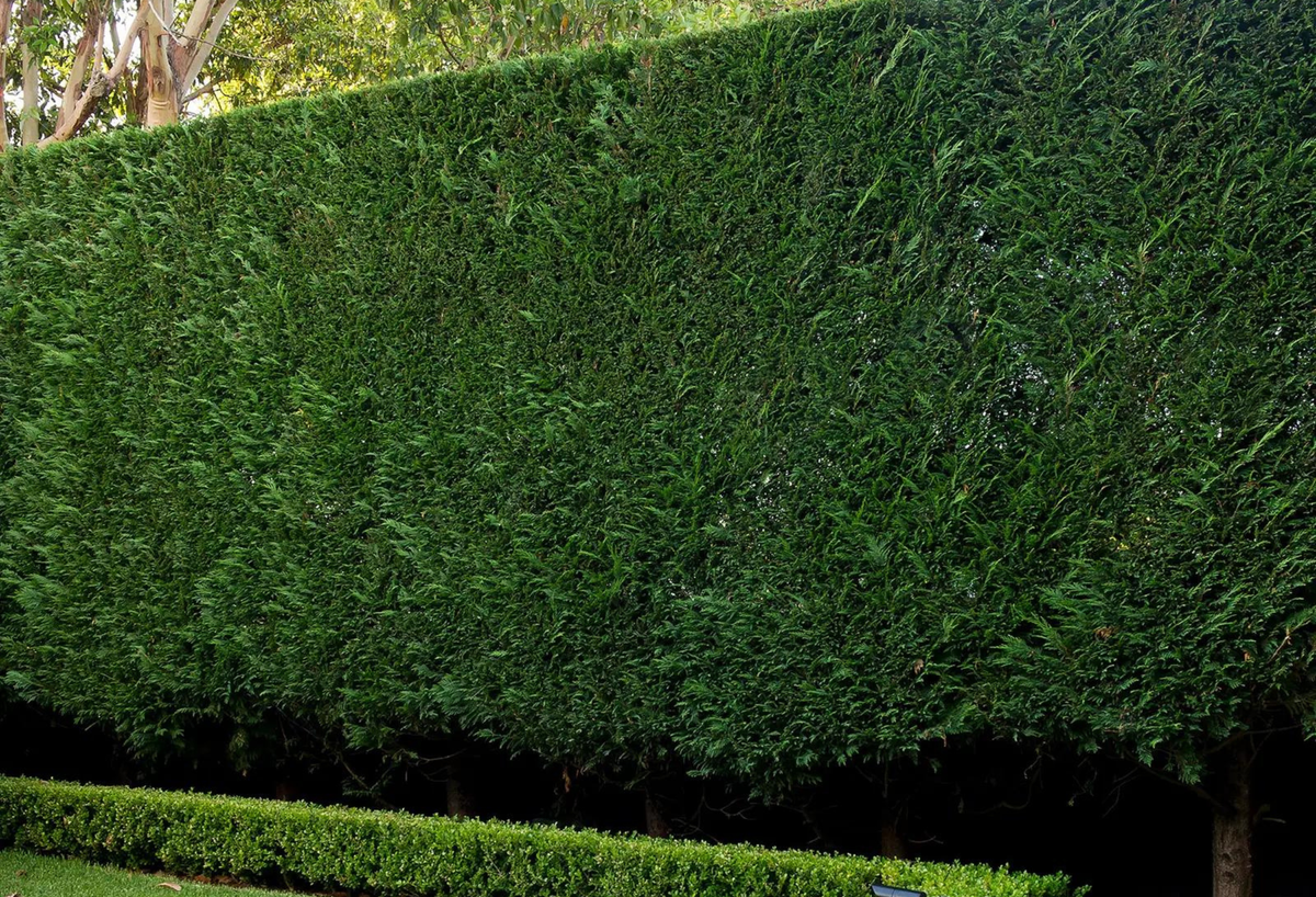 Leighton Green vs Better Green – Fast-Growing Screening Trees