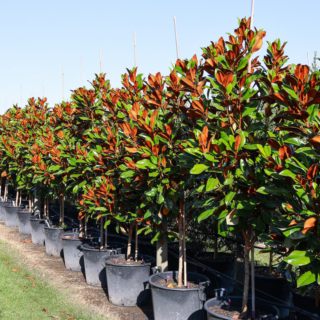 Magnolias Evergreen Trees Direct