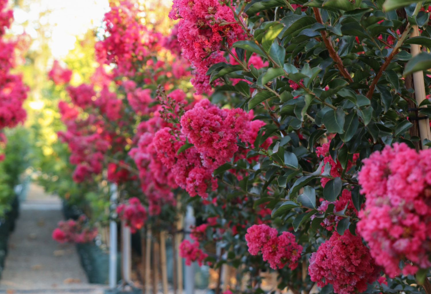 Summer Flowering Trees