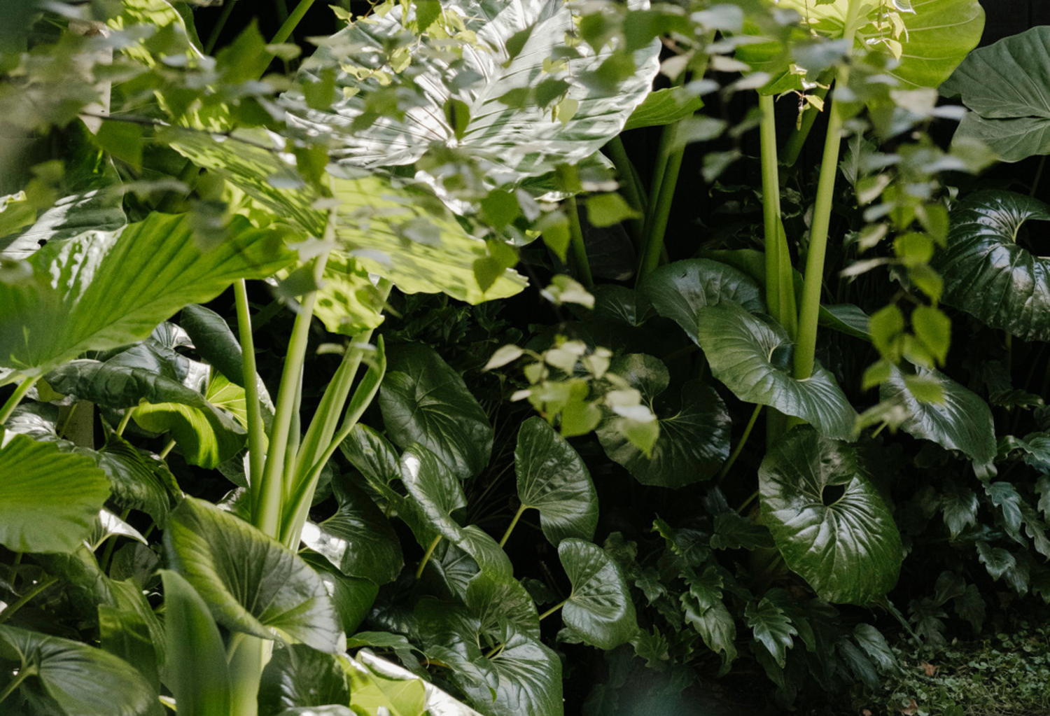 Structured Foliage