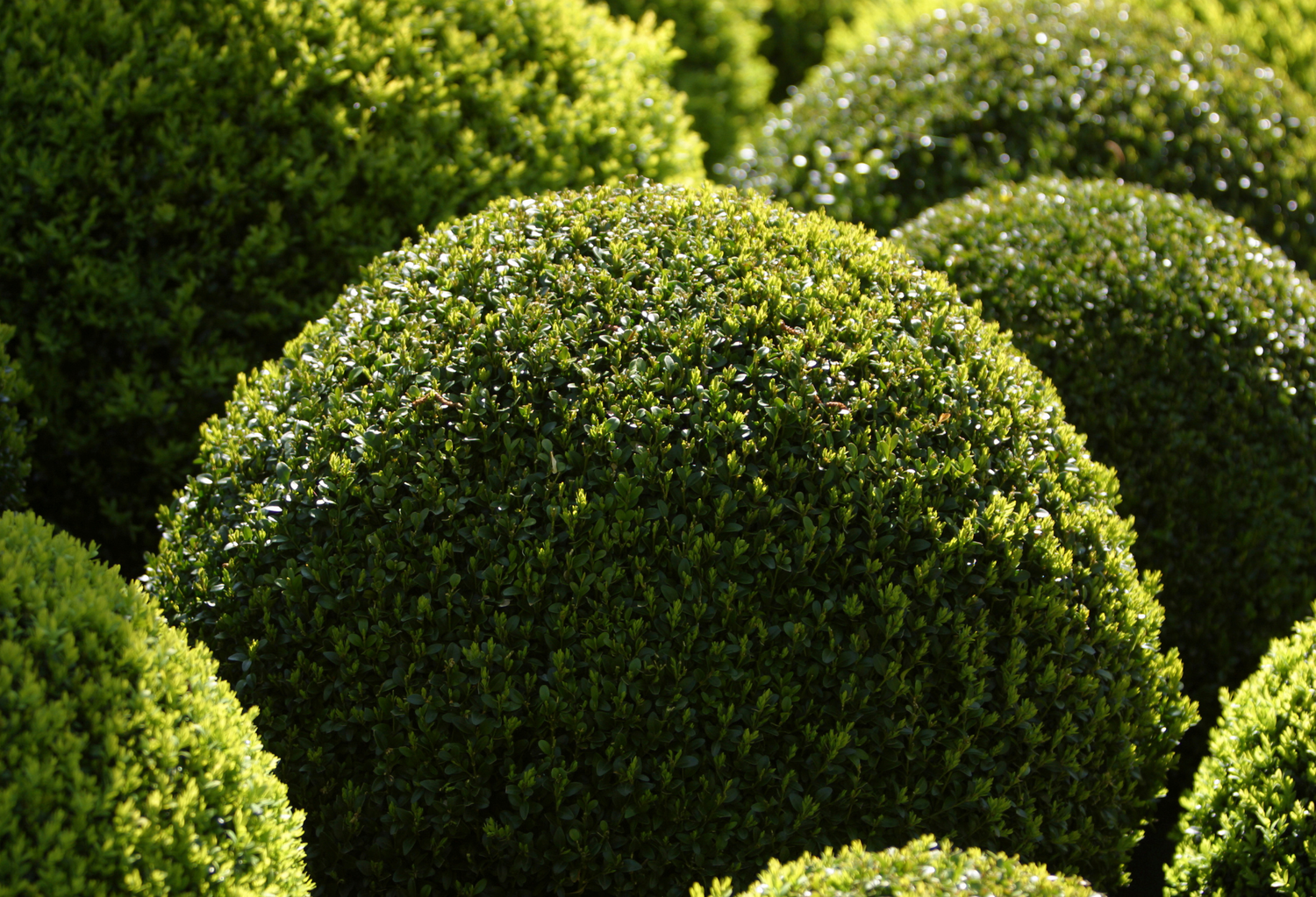 Topiary Trees