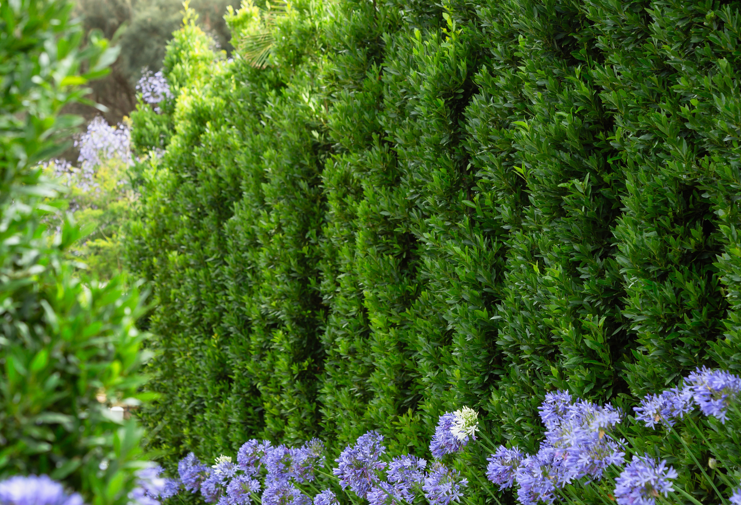Sorrento Hedging Trees