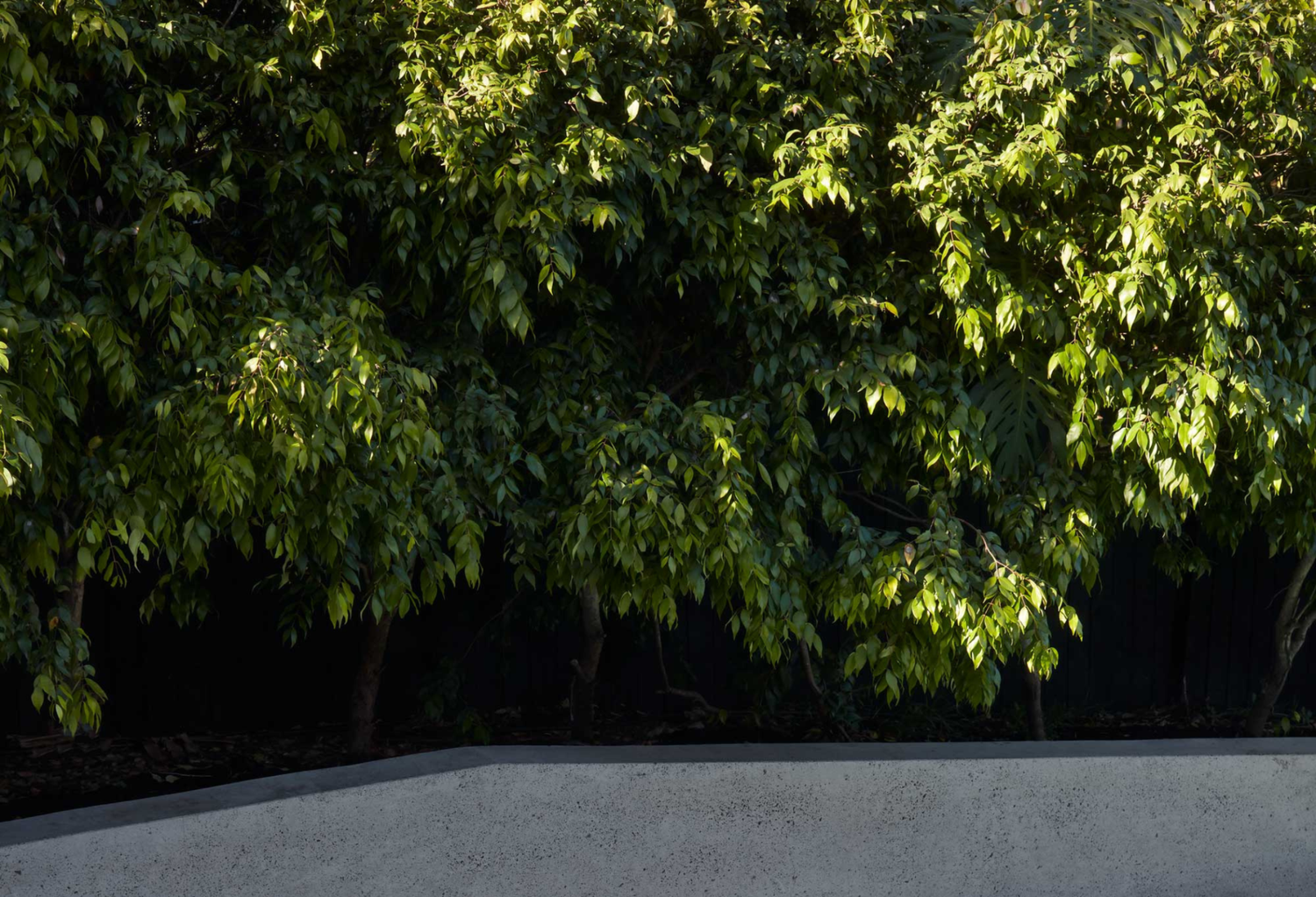 Weeping & Sculptural Trees