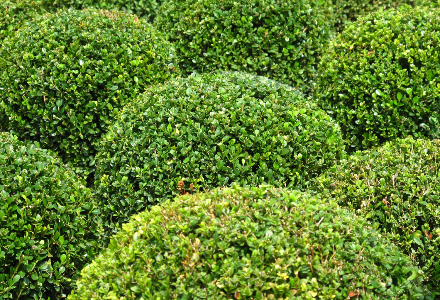 Buxus Balls